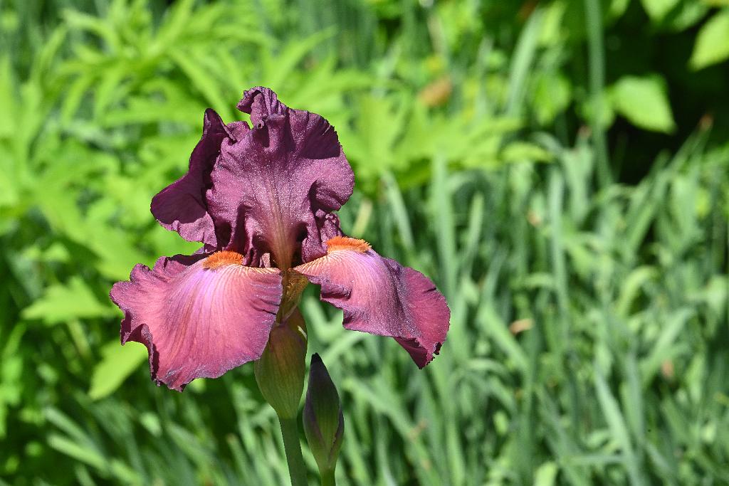 3035-05268640 Tower Hill Botanic Garden, MA.JPG - Iris. New England Botanic Garden at Tower Hill, MA, 5-26-2025